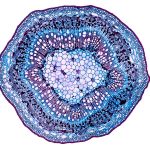 mikroskopierte Zelle