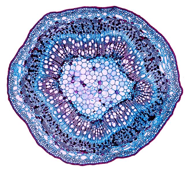 mikroskopierte Zelle