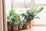 Mehr grün in den eigenen vier Wänden: Zimmerpflanzen!